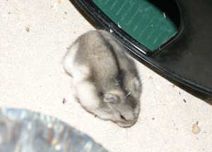 Hamster