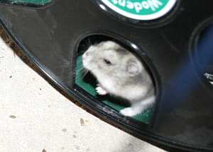 Hamster