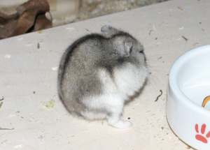 Hamster