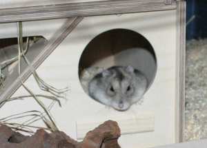 Hamster